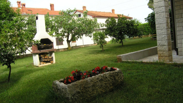 Olive image 8
